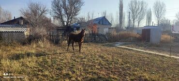 котята в добрые руки: Продаю | Жеребец — 3