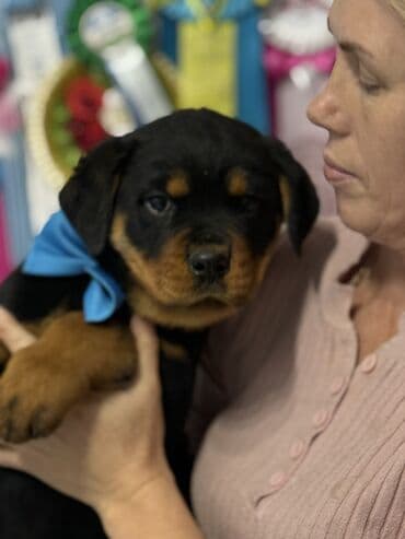 Продажа собак: Щенки ротвейлера от титулованных родителей - Порода: ротвейлер — 5
