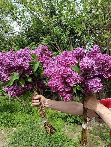 Сирень садовая, кустовая. - Сорт с насыщенно-пурпурными соцветиями — 1