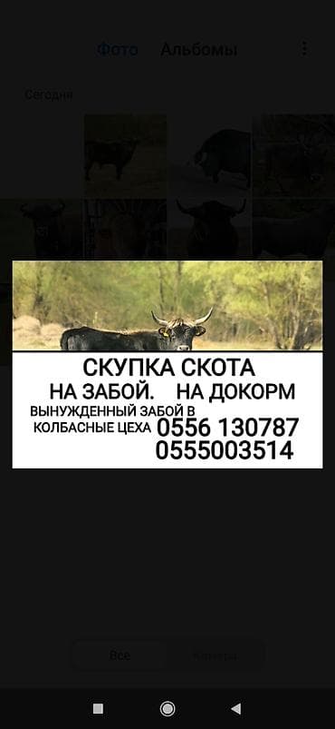 Жеке жак, Колбаса цехи : Уйлар, букалар, Жылкылар, аттар, Башка а/ч жаныбарлары, | Күнү-түнү, Бардык шартта, Союлган