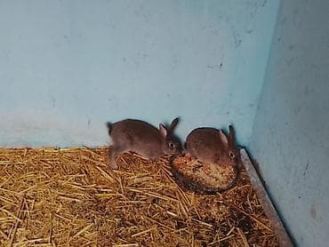 Сатам | Коендун бөжөктөрү | Көбөйтүү үчүн — 4