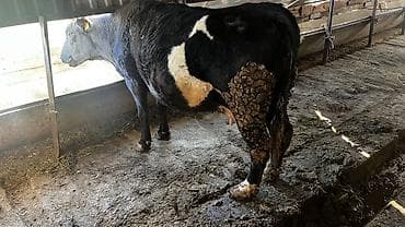 даильный апарат: Продаю | Корова (самка) | Для молока | Привязанные — 4