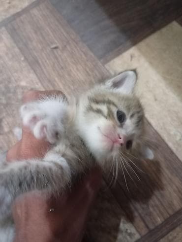 Продажа кошек: 🐾 Ищу добрые руки для котят Кошка родила 5 котят. Сейчас малыши — 6