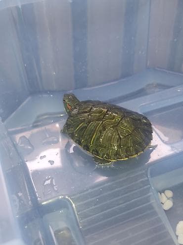 куплю рыбу форель: Красноухие черепахи (бразильские) акватеррариумом, и без в наличии 20 — 5
