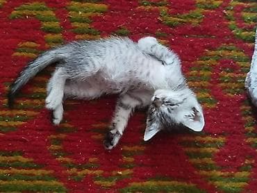 маленькие кошки: Кошка даром: Беспородная, 2 месяца, Мальчик, Приучена к лотку — 8