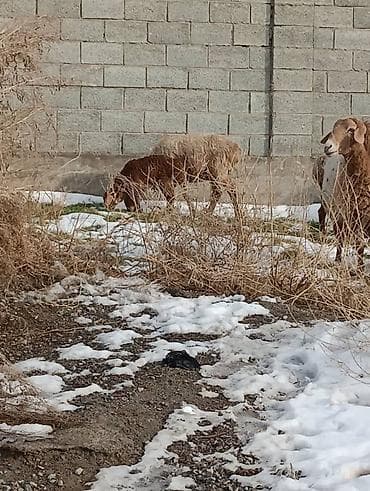 продаю барана: Сатам | Ургаачы кой (ургаачы) | Көбөйтүү үчүн — 10