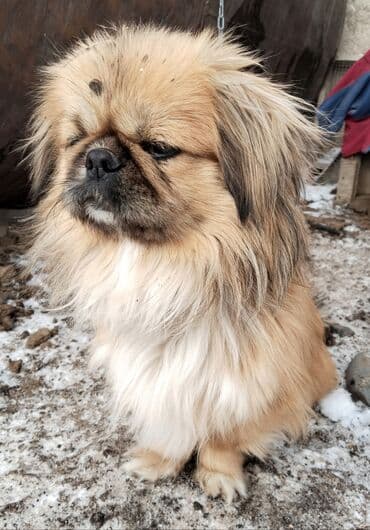 Собаки: Продаю пекинес (миниатюрная декоративная собака). НЕ ЗВОНИТЬ — 1