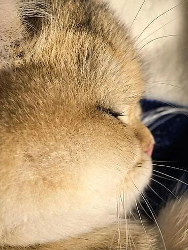 Продажа кошек: Скотиш Страйт (Шотландская прямоухая), 6 месяцев, Мальчик, Золотая шиншилла, Приучена к лотку, Проглистована — 3