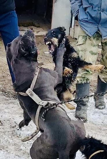 продать животных: 🐾 Щенки ягдтерьера готовы к новым хозяевам! От рабочих родителей — — 9