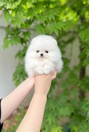 мини шпиц купить: Шпиц, 2 месяца, Самец, С прививкой — 1