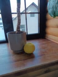 семена помидоры: Продаю лимоны домашние, очень плодовитые, большие, белые горшки по — 5