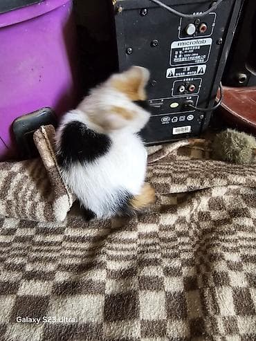 ph down: Котята от домашней кошки - Помёт из трёх котят: два рыже-белых и один — 4