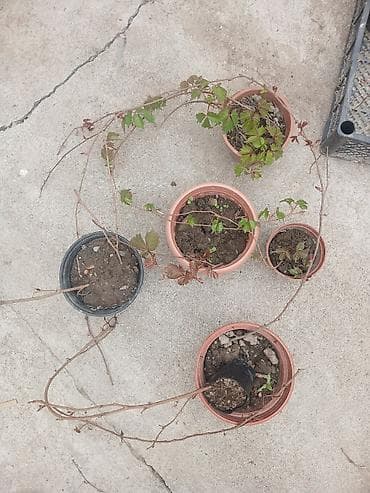 уксусное дерево: Продаю Виноград 'Вичи'. 2 фото комбо 6 горшок за 1000с 3 фото — 3