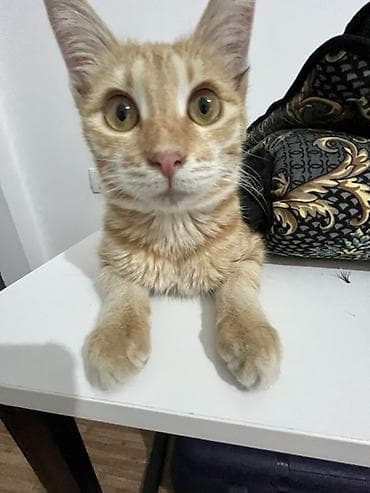 Продажа кошек: Кошка даром: Беспородная, 1 год, Мальчик, Приучена к лотку — 8