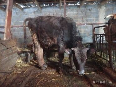 боз ат: Продаю | Бык (самец) | Швицкая — 3