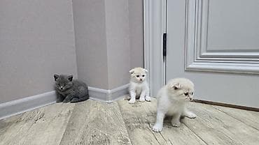 Скотиш Фолд (Шотландская вислоухая), 1 месяц, Мальчик, Голубой, Приучена к лотку