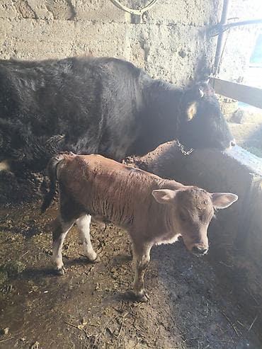 боос кой: Продаю | Тёлка | Для разведения — 5