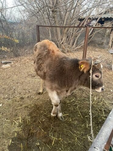 отдам даром щенка: Продаю | Бык (самец) | На откорм | Привязанные — 2