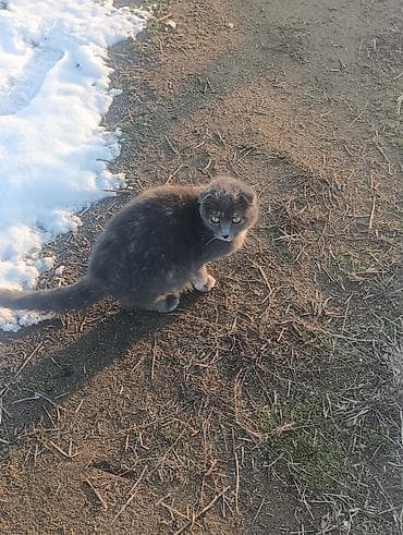 Кошки: Скотиш Фолд (Шотландская вислоухая), 2 года, Девочка, Голубой, Приучена к лотку — 3