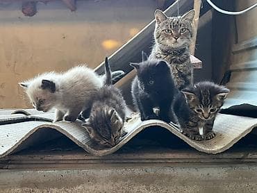 Отдам в добрые руки котят и маму-кошку!🌸 На фото — вся семья: мама и 4