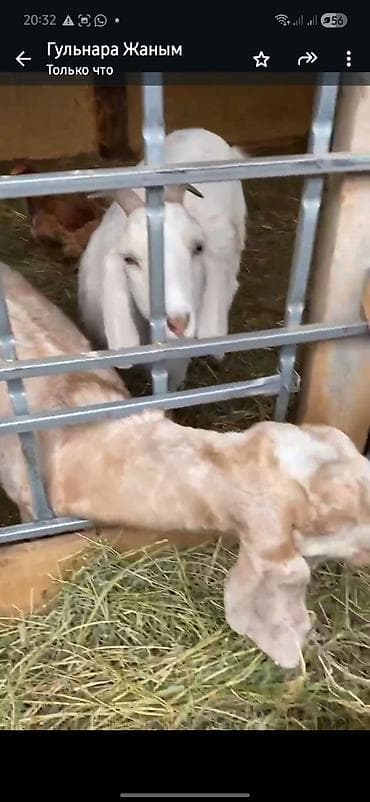 гусь: Продаю | Коза (самка) | Битал | Для разведения | Племенные — 6