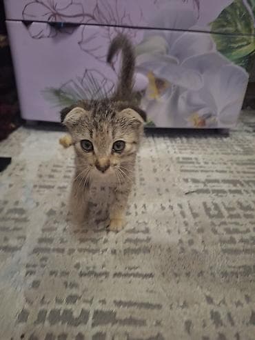 ориентальная кошка цена: Шотландский вислоухий котёнок (скоттиш-фолд) - Окрас: табби — 1