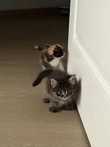 Мышыктар: Мышык бекер берилет: Породасыз, 2 айлык, Ургаачы, Лотокко барууга үйрөтүлгөн — 7