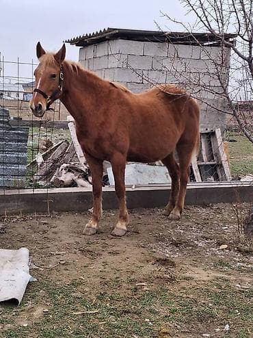 лимузин бычок: Продаю | Кобыла (самка) | Дончак | Для разведения | Племенные — 4