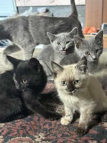 Отдаю даром котят — 4