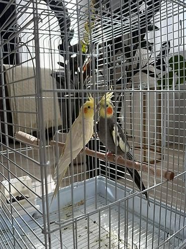 Аквариумы: Отдам двух попугаев совершенно бесплатно — 1