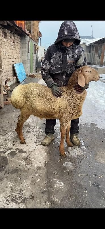 куплю русского спаниеля: Продаю | Овца (самка) | Романовская | Для разведения | Матка — 2