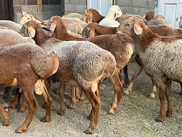 Үй жаныбарлары: Сатам | Кочкор (эркек) | Гиссар, Арашан | Союуга — 5