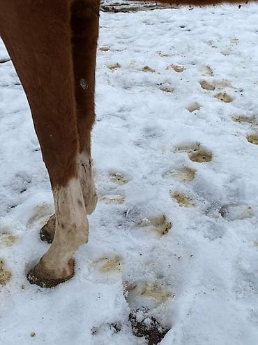 кона: Продаю | Конь (самец) | Английская | Конный спорт | Племенные — 2