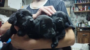 Лабрадор-ретривер, 2 месяца, Самка at lalafo.kg Лабрадор-ретривер, 2 месяца, Самка