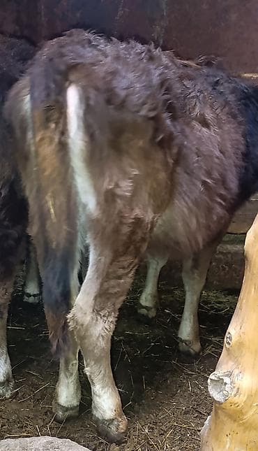 Аквариумдар: Сатам | Музоо | Бордоп семиртүү үчүн — 6