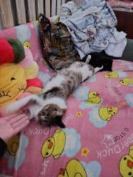 добрый: 5 месяцев, Мальчик — 13