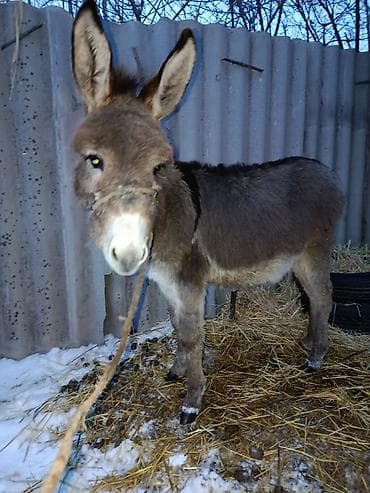 Башка жаныбарлар: Осёл мини (молодой, серо-бурый) - Компактный рост, крепкое — 3