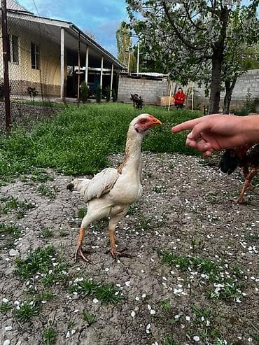 селекци: Продаю | Петух | Бойцовая | Для разведения — 6