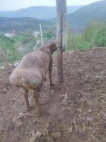 баран живой: Продаю | Баран (самец) | Арашан | Для разведения | Племенные — 9