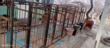 купить кошку бишкек: Кой короо сатылат 10 баш кой батат(5 бөлүктөн турат)ар бир клетканын — 2