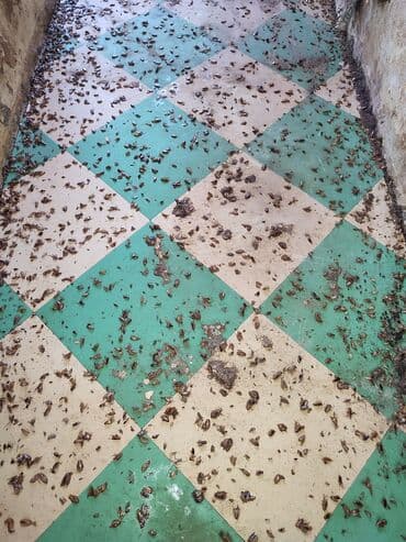 ваты: Дезинфекция, дезинсекция, | Клопы, Тараканы, Блохи, | Кафе, магазины, Дома, Квартиры — 6