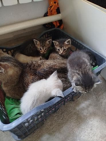 кошки мейн кун цена: Котята от домашней кошки отдам даром — 2