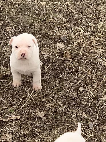 Ветеринар кызматы: Питбуль, 1 айлык, Эркек — 9