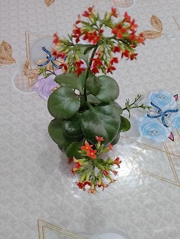 Каланхоэ: Джалал абад — 1