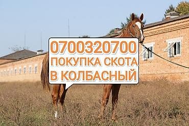 Покупка скота на забой и на откорм в колбасный цех lalafo.kg да Покупка скота на забой и на откорм в колбасный цех