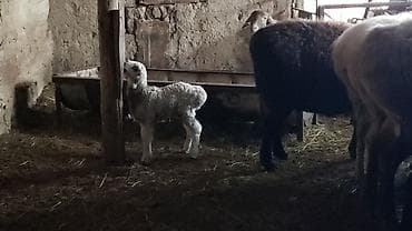 таксы собака: Продаю | Баран (самец) | Арашан | Для разведения | Осеменитель — 7