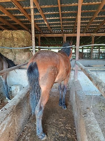 машинка для стрижки животных: Продаю | Жеребец — 2