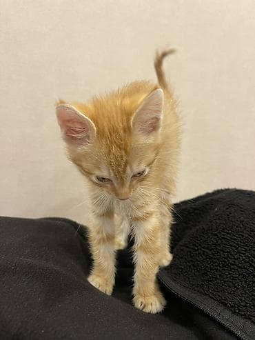 котята купить бесплатно: Рыжий котёнок отдам даром 😻 — 3