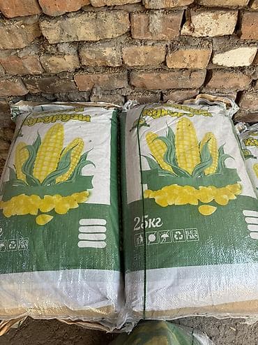 Силос посевная кукуруза