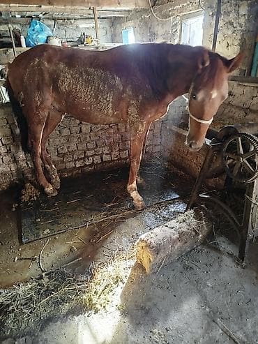 кунажын бишкек: Сатам | Бээ (ургаачы) | Көбөйтүү үчүн | Мерин — 3